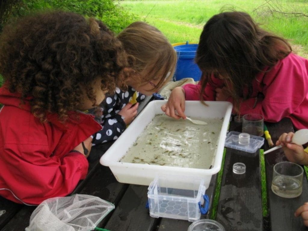 primary school children doing pond dipping