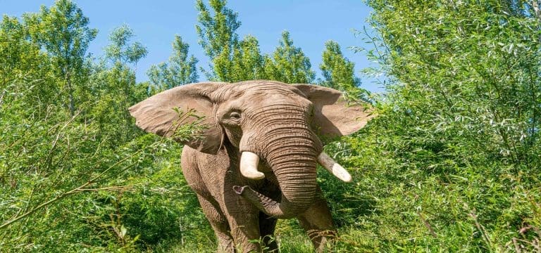 picture of an elephant in the bushes