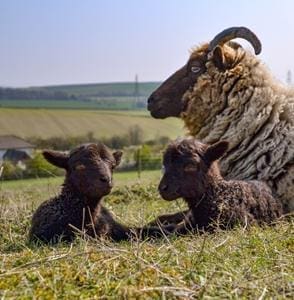 family of goats and baby billies