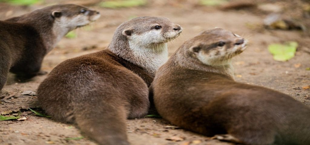 New Forest Wildlife Park Southampton 7 New Forest Wildlife Park Southampton