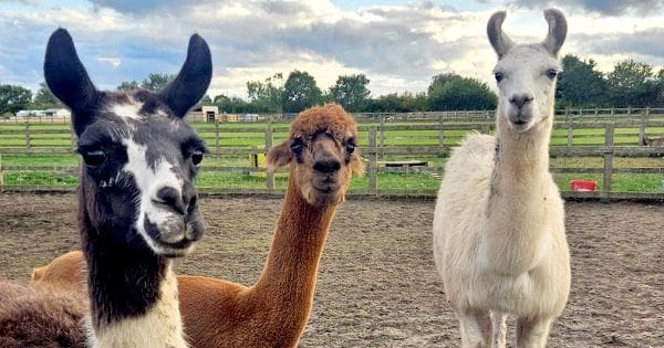 lamas in a filed at beetle bank farm