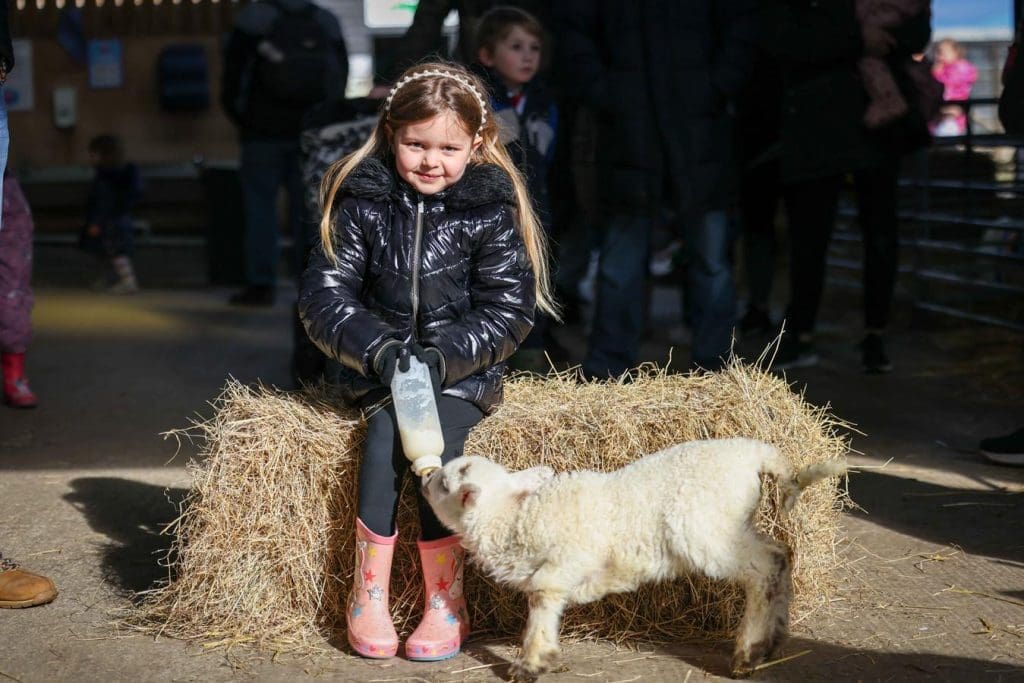 primary school pupil feeding a baby lamb