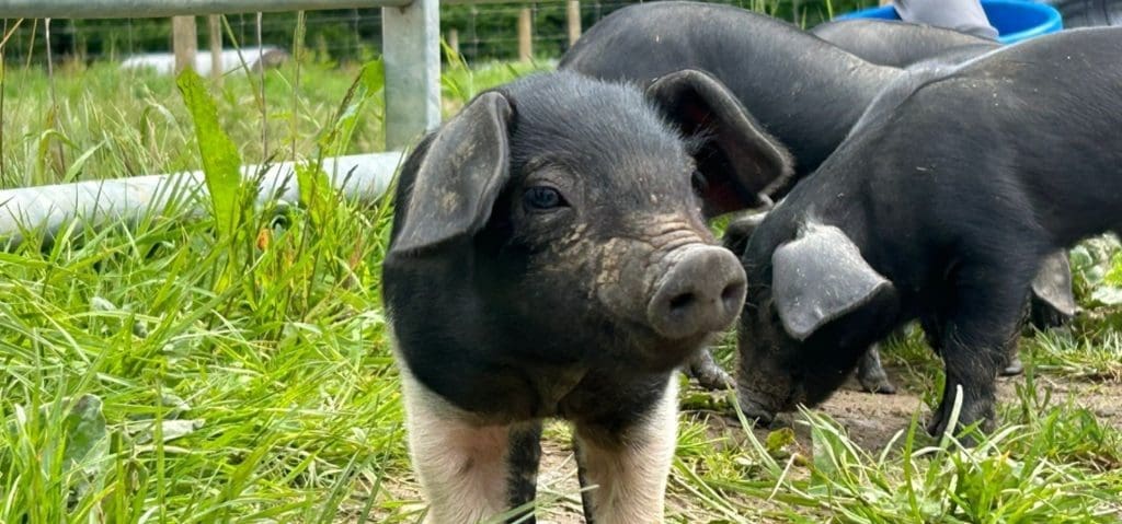 Magdalen Farm Environmental Centre Dorset