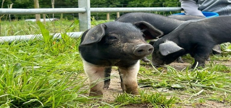 cute piglets in a field