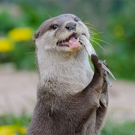 otter eating a fish by a river