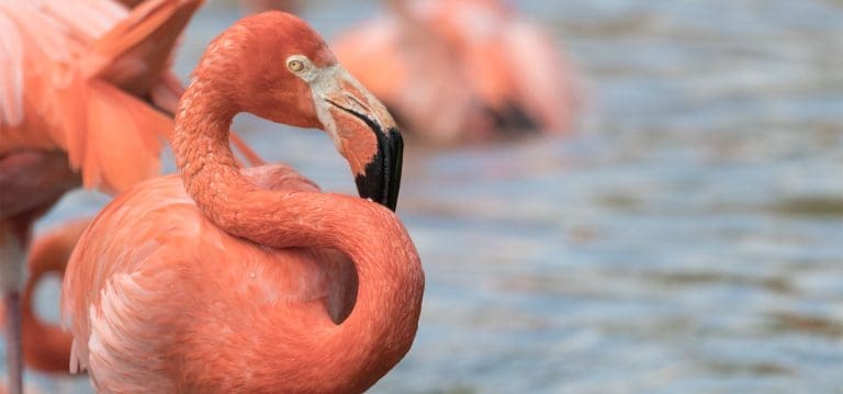 pink one footed flamingo