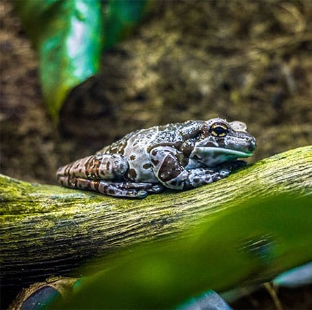 a multi coloured frog on a branch over a stream