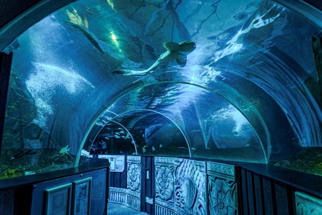 Sealife Adventure Zooquarium Essex 3 under water indoor aquarium