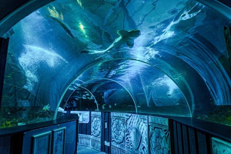 walking passage above a indoor sea aquarium