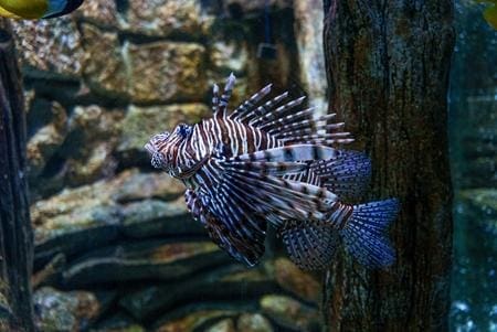 lionfish at a sealife aquarium