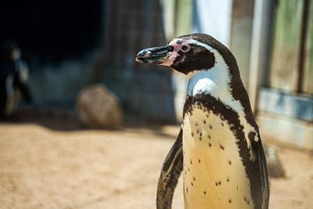 penguins at aquarium