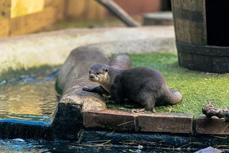 otters at aquarium
