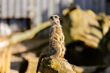meerkat at zoo