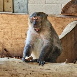 monkey at Zoo